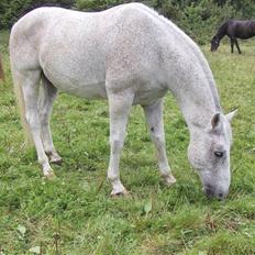 Lipizzaner Klaus † R.I.P. †