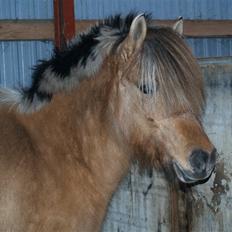 Anden særlig race Altesse