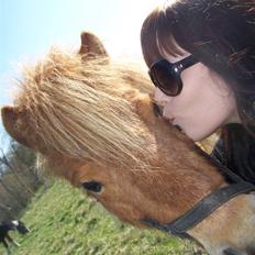 Shetlænder Brutalis *solgt*