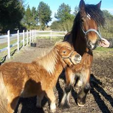 Shetlænder Brutalis *solgt*