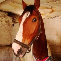 Dansk Varmblod Lillevangs Rico