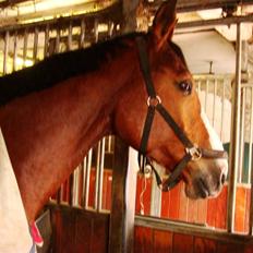 Dansk Varmblod Lillevangs Rico