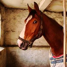 Dansk Varmblod Lillevangs Rico