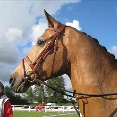 Anden særlig race Irish Excellent R.I.P :'(