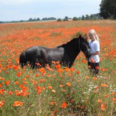 Anden særlig race Rollo <3