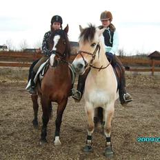 Anden særlig race Max - gammel privat part