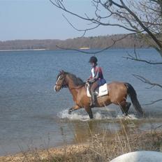 Anden særlig race Max - gammel privat part