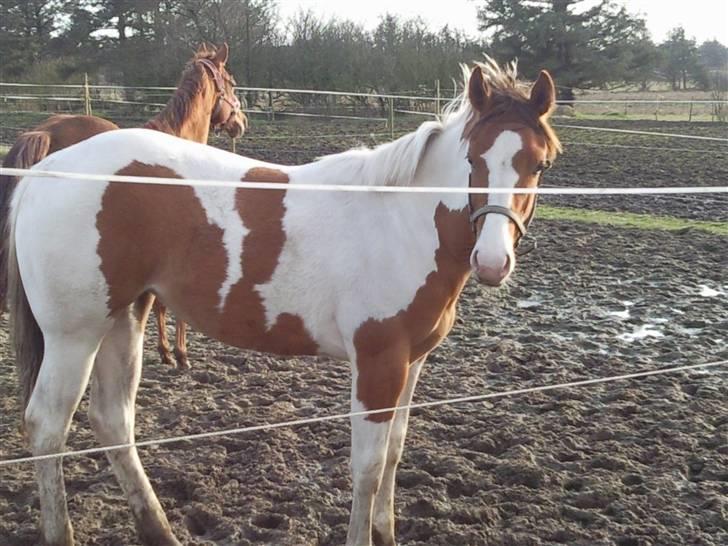 Paint Hawthorns Amber billede 11