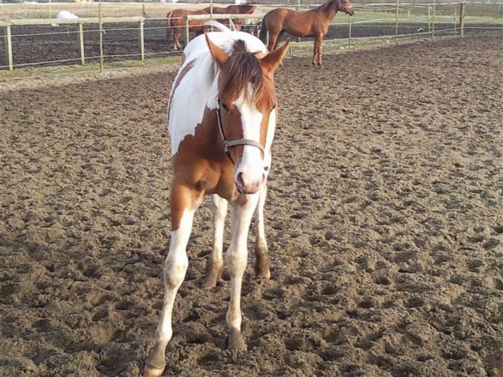 Paint Hawthorns Amber billede 12