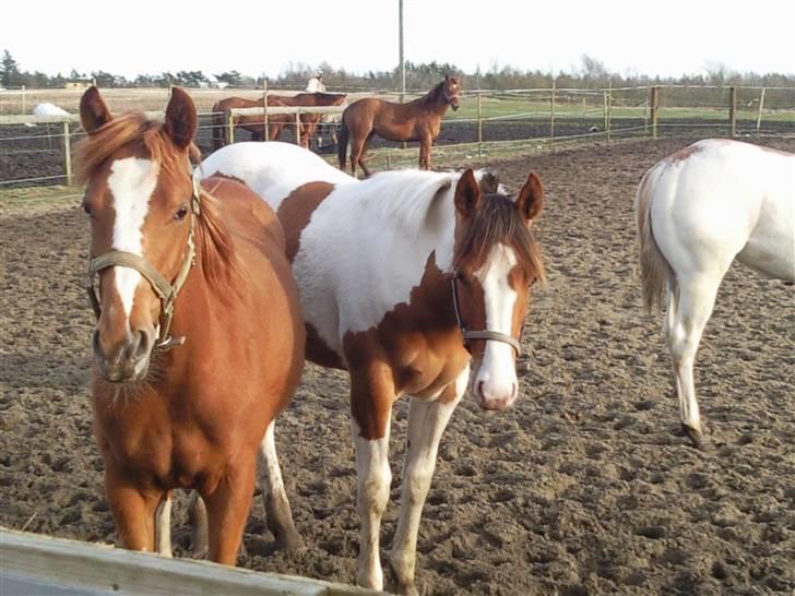 Paint Hawthorns Amber billede 13