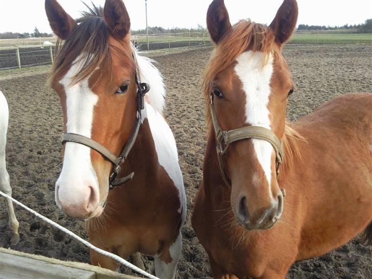 Paint Hawthorns Amber billede 14