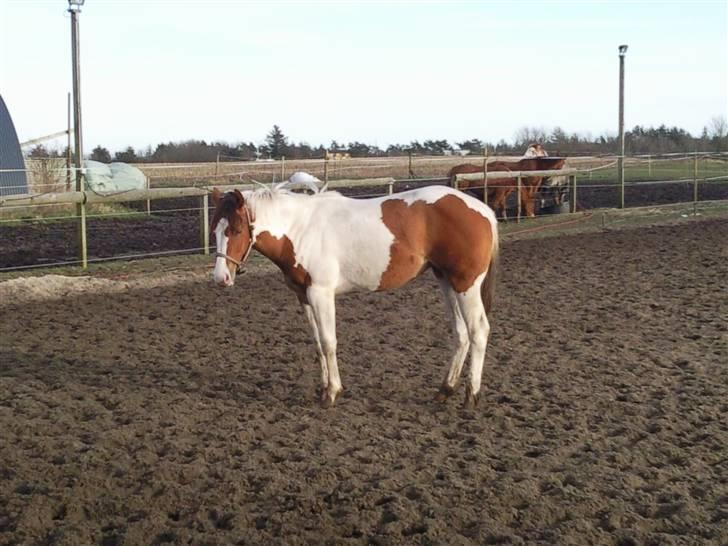 Paint Hawthorns Amber billede 15