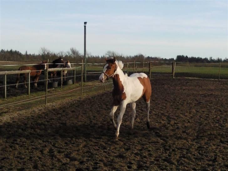 Paint Hawthorns Amber billede 16