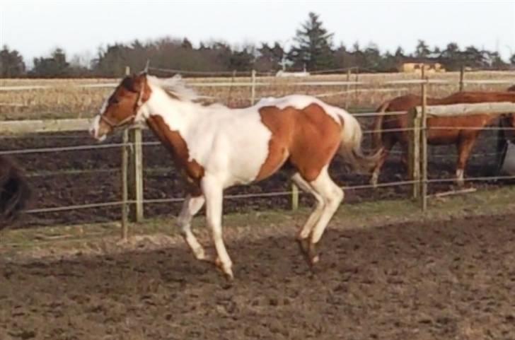 Paint Hawthorns Amber billede 17