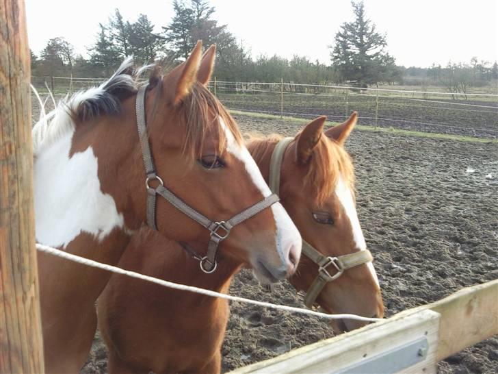 Paint Hawthorns Amber billede 18