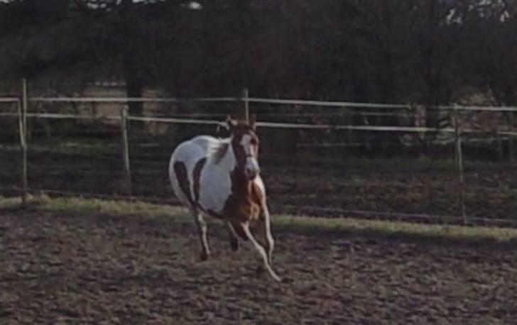 Paint Hawthorns Amber billede 19