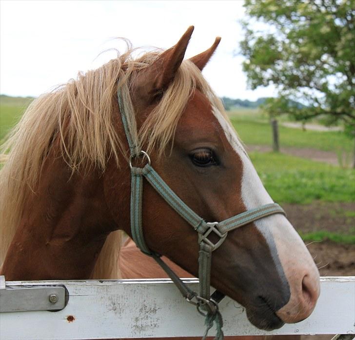Welsh Partbred (Sec F)         Ørsteds Carpaccio - Smuk <3 billede 5