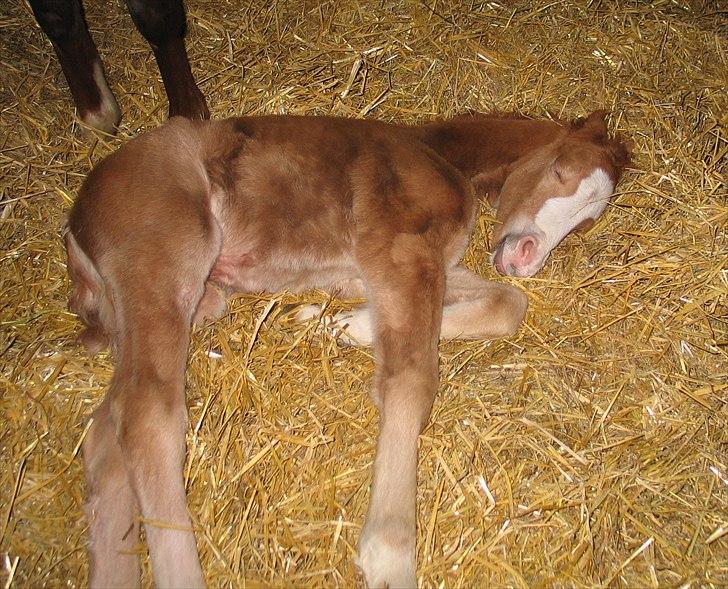 Welsh Partbred (Sec F)         Ørsteds Carpaccio - Han sov tit sådan d; 
20/3 2009 billede 7