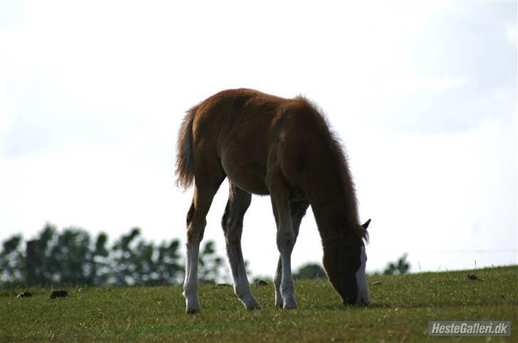 Welsh Partbred (Sec F)         Ørsteds Carpaccio - På fold :D Foto: Karen RH,  21/6 2009 billede 8