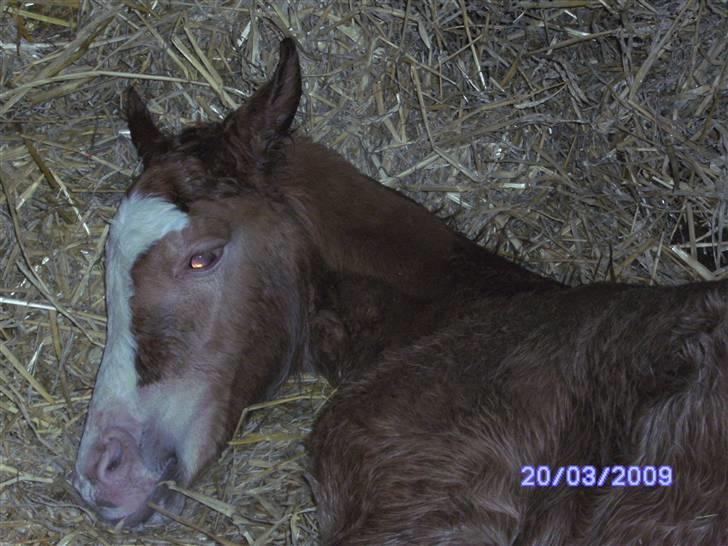 Welsh Partbred (Sec F)         Ørsteds Carpaccio - Helt nyfødt :-D<3 kl. 20 d. 20/3 2009 billede 9