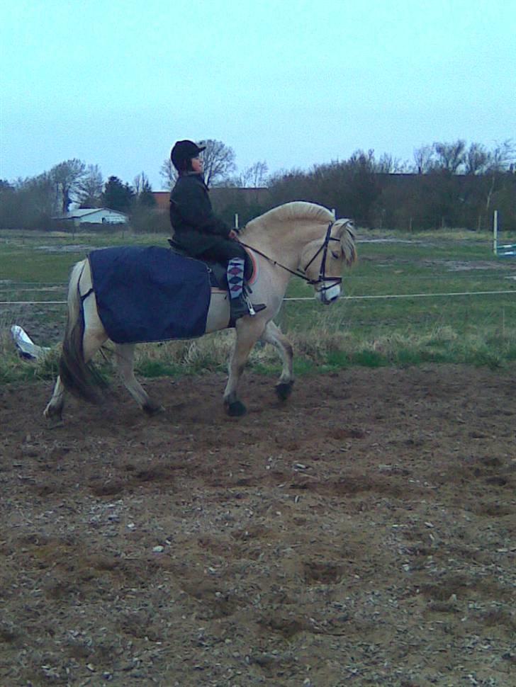 Fjordhest Bastian (KØBT) - Se hvor er vi dygtige:-) billede 19