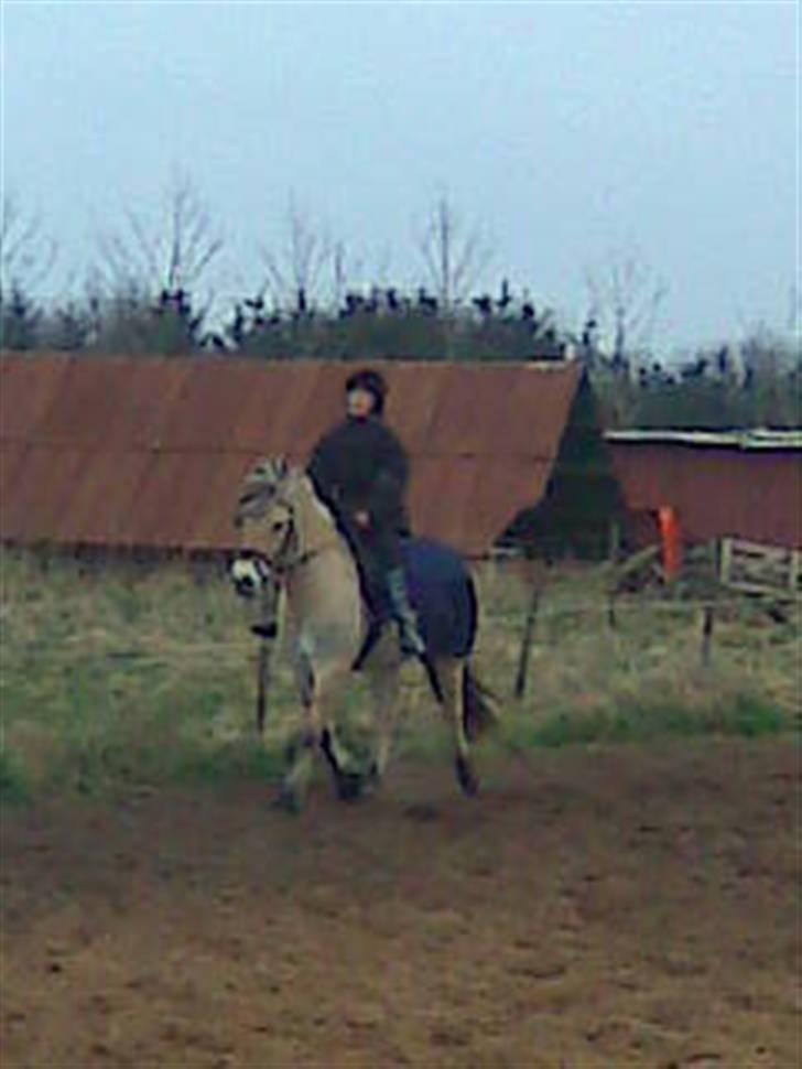 Fjordhest Bastian (KØBT) - Skal vi fremad? billede 20