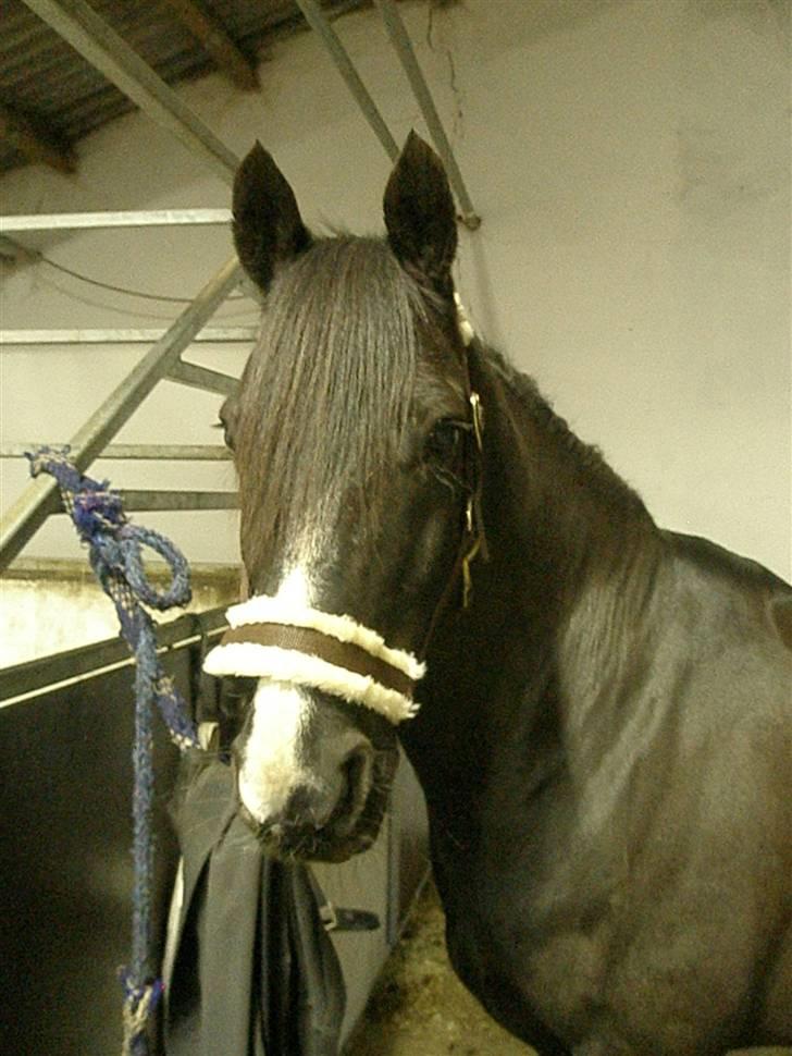 Anden særlig race Armani billede 1