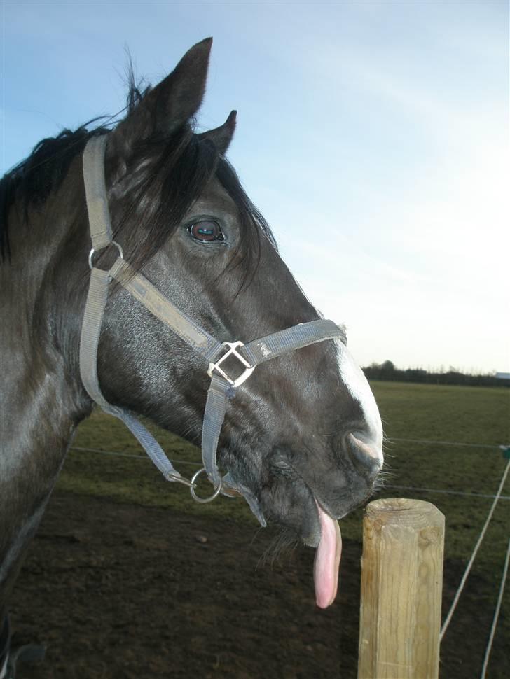 Anden særlig race Armani billede 3