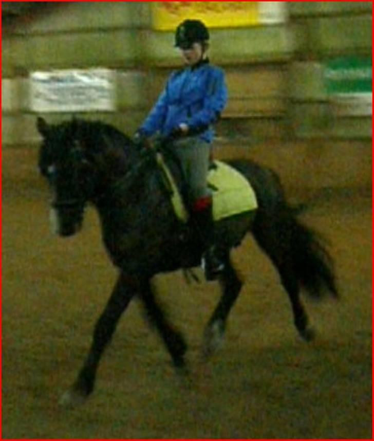 Anden særlig race Armani - taget ud fra video billede 6