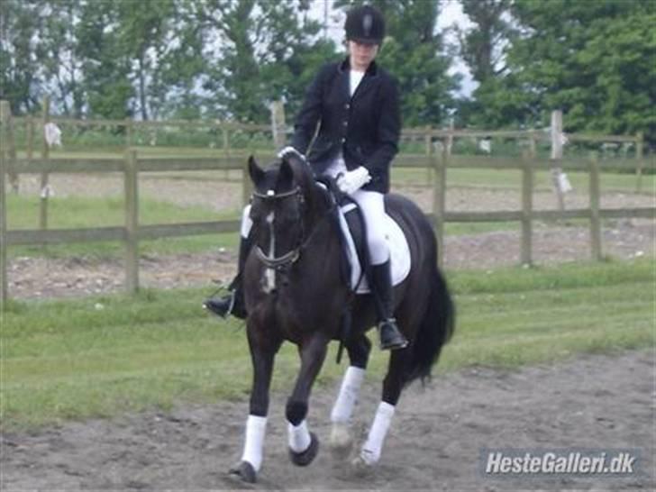 Anden særlig race Armani billede 7