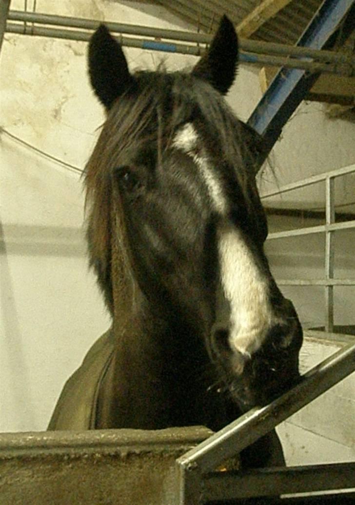 Anden særlig race Armani billede 8