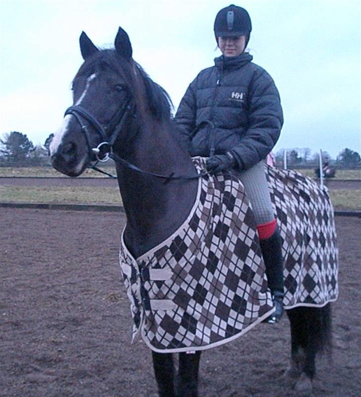 Anden særlig race Armani billede 9