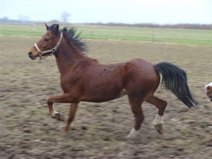 Anden særlig race Lille Mand - Traver på folden :D <3 billede 12