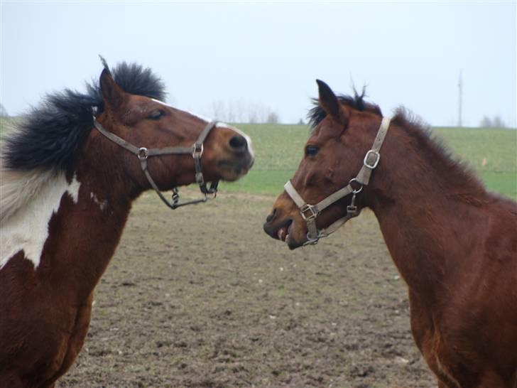 Anden særlig race Lille Mand - Bøllerne leger =) <3 billede 13