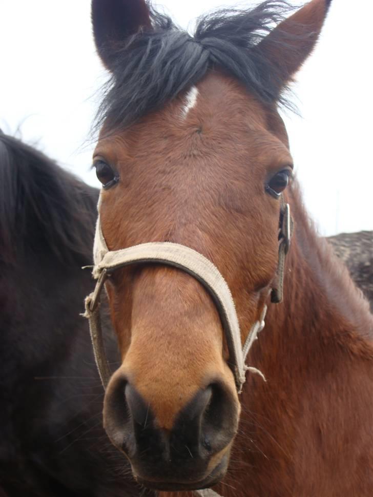 Anden særlig race Lille Mand - Hovedbilled <3 billede 14