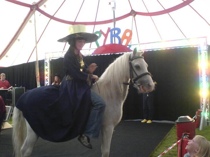 Welsh Mountain (sec A) Speedy (AFLIVET) billede 9