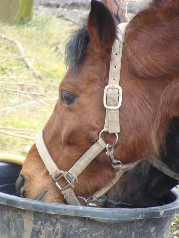Anden særlig race Lille Mand - Drikker vand :D man bliver vel tørstig billede 16