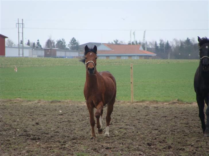 Anden særlig race Lille Mand - Trav lige imod mig :D billede 17