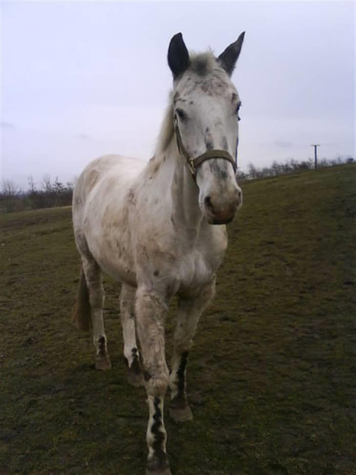 Knabstrupper Diogenes R.I.P :'( - på folden(: billede 14