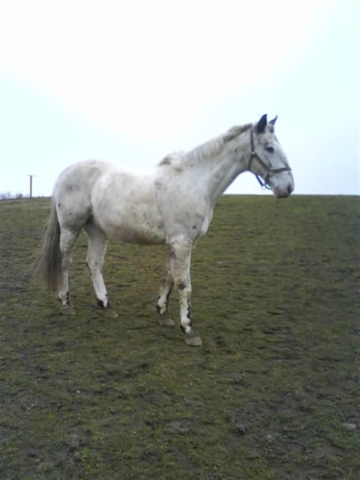 Knabstrupper Diogenes R.I.P :'( - på folden<3 billede 15