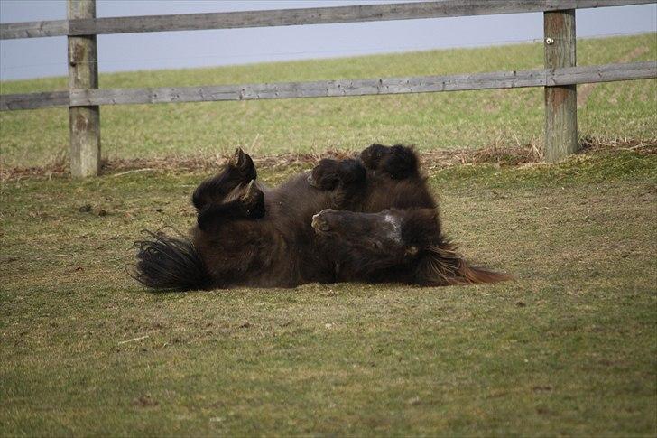 Shetlænder Jægergårdens Hikki - Foto : Mig / Hanne Viola Pedersen billede 15