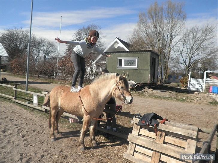 Fjordhest Misja  ( Første pony) - JAHUUUUU jeg kunne holde balangcen ;-D billede 6