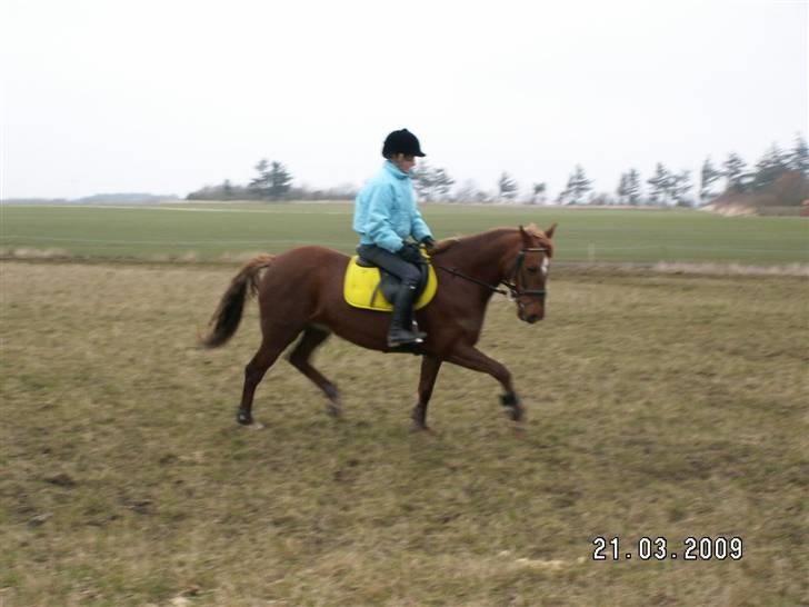 DSP Stald Dane's Maybee billede 7
