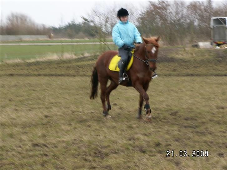DSP Stald Dane's Maybee - Trav<3 billede 8