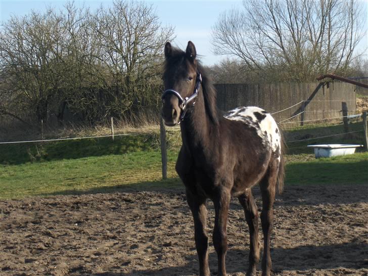Knabstrupper Toftegaardens Lexus - Er jeg ikke lækker? RAUW! x) {Foto: Pernille} billede 15