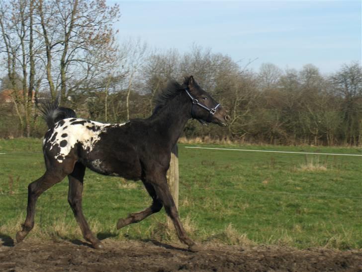 Knabstrupper Toftegaardens Lexus - Her er jeg løs på banen ;) {Foto: Mig} billede 16