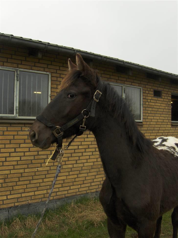 Knabstrupper Toftegaardens Lexus - Hvad sker der derhenne? (; {Foto: Pernille} billede 18