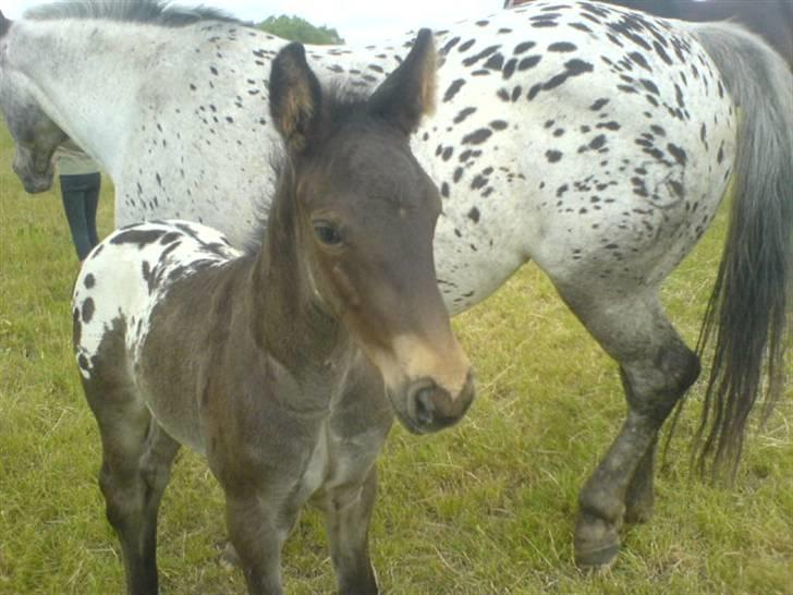 Knabstrupper Toftegaardens Lexus - Tak for besøget, læg gerne en kommentar og en bedømmelse (: {Foto: Mig} billede 20