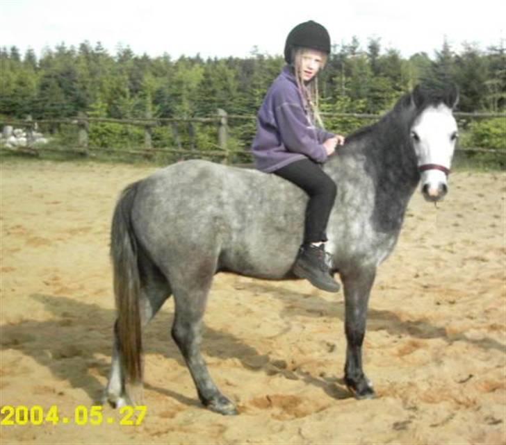 Welsh Mountain (sec A)  "R.I.P."  Flying Angel - Første tur uden saddel billede 2