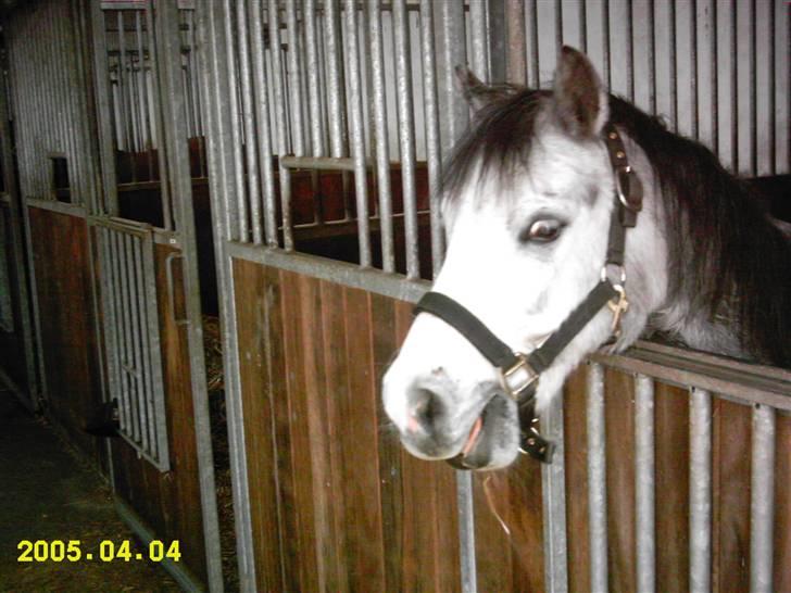 Welsh Mountain (sec A)  "R.I.P."  Flying Angel - SMUK!!! billede 3